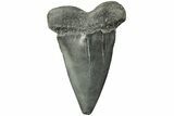 Large, Fossil Broad-Toothed Mako Tooth - South Carolina #214495-1